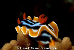 Pyjama Slug :) by Henrik Gram Rasmussen 